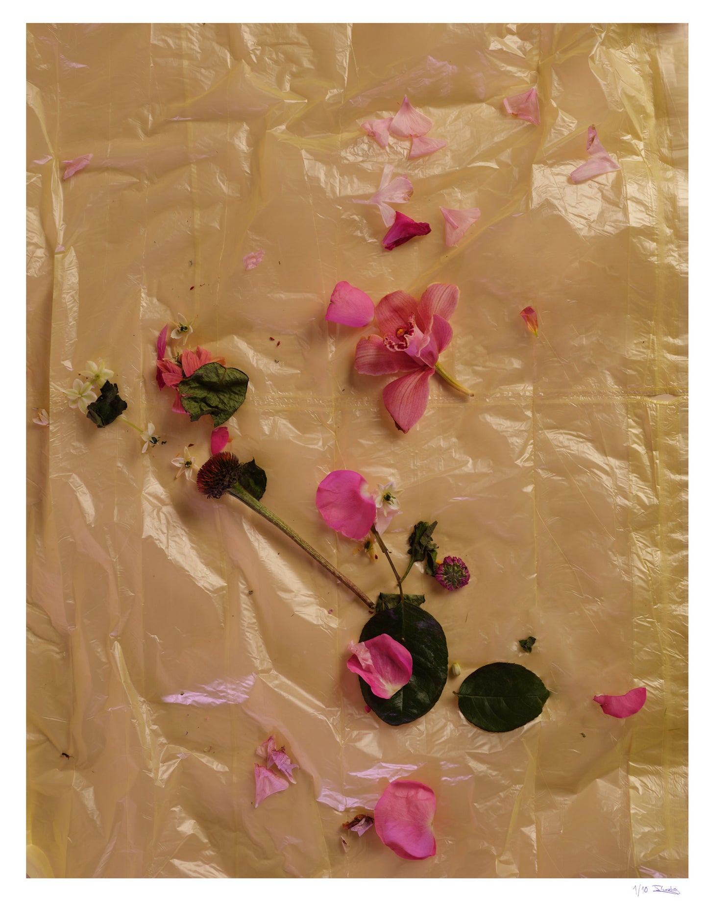 03 Limited Print "Flowers Die" by Jonathan Gordon